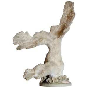 Early Three Leg Burl Wood Stool